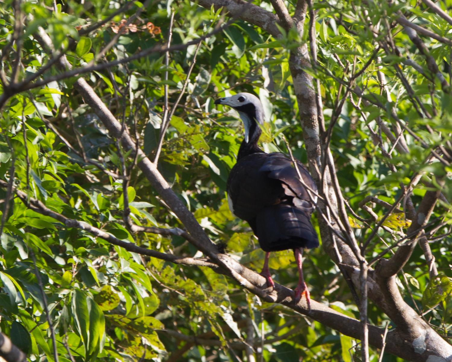 Blue-throated Piping Guan