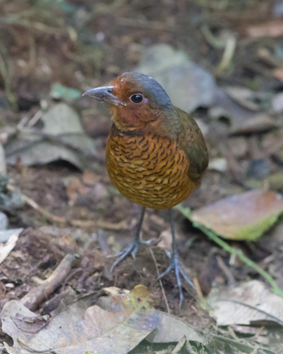 Giant Antpitta