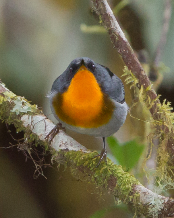 Flame-throated Warbler