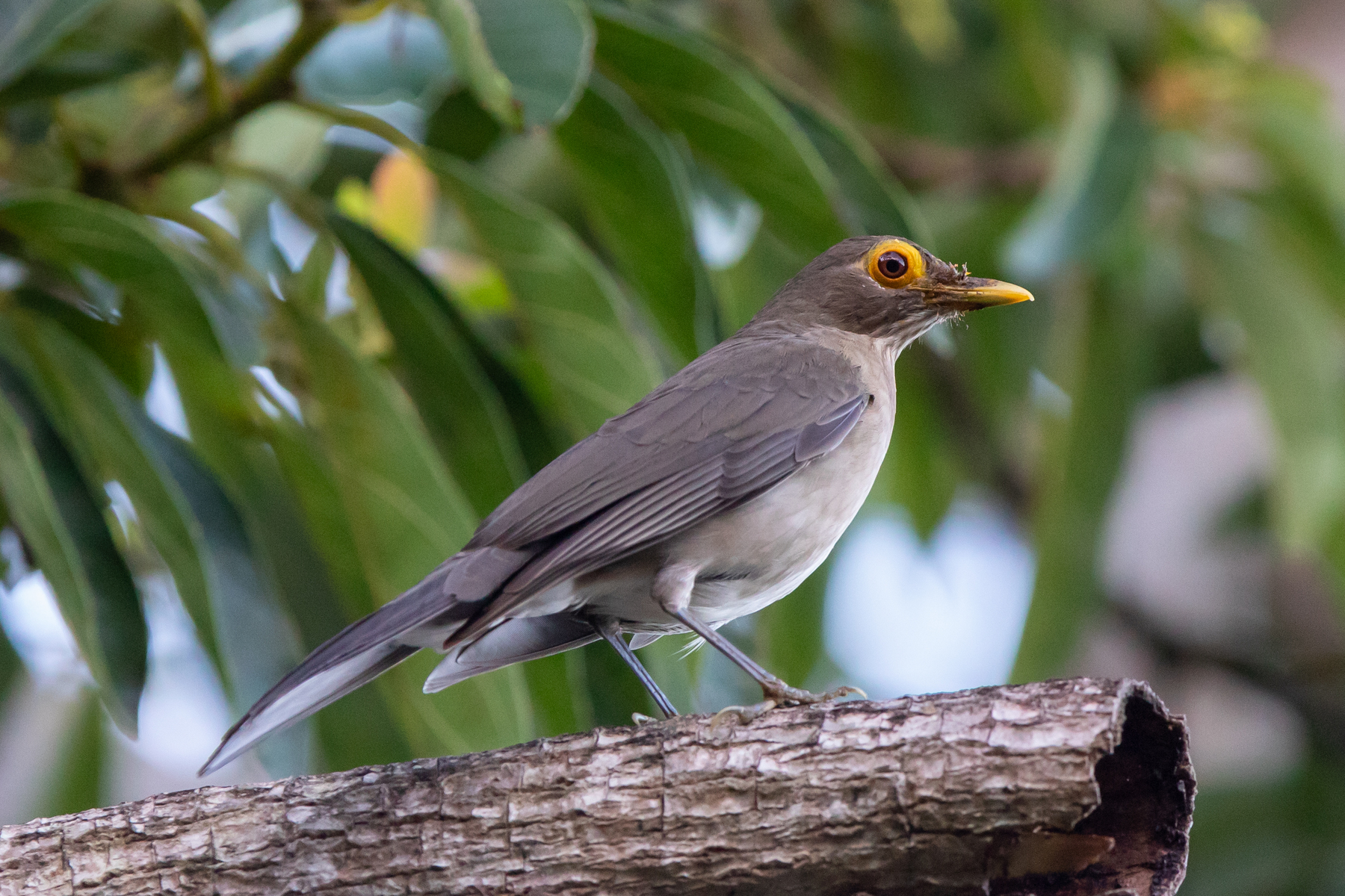 Spectacled Thrush