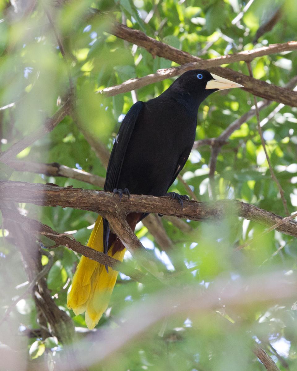 Crested Oropendola