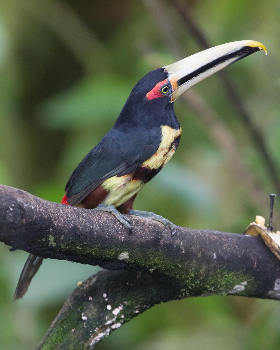 Pale-mandibled Aracari