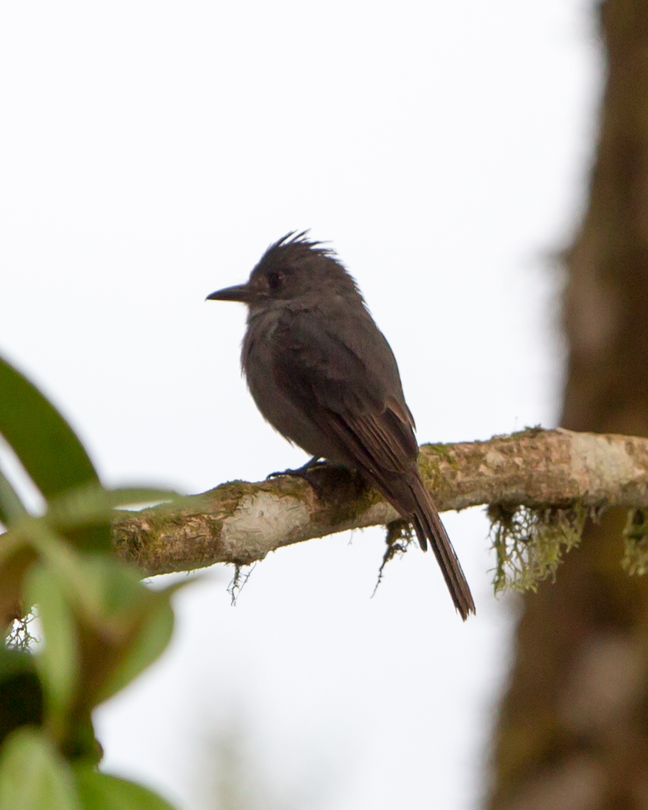 Smoke-colored Pewee