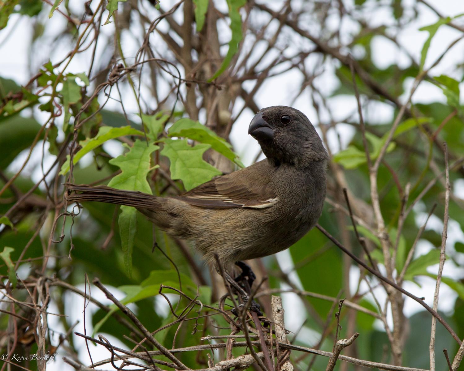 Female Cuban Bullfinch