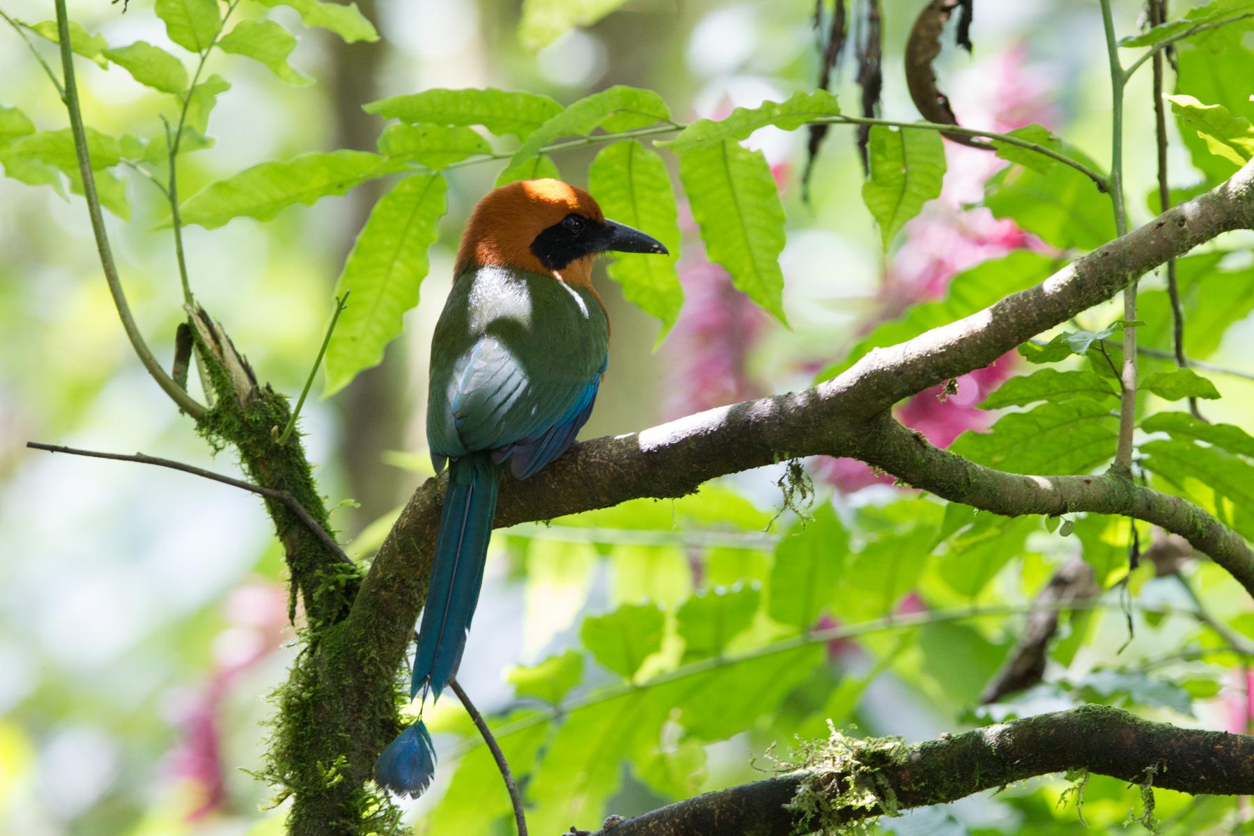 Rufous Motmot