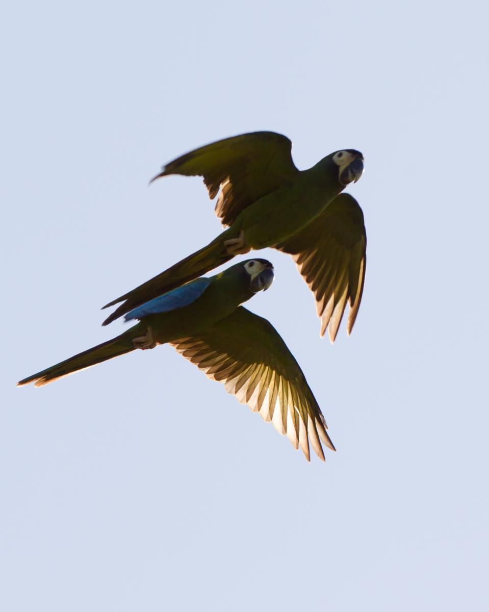 Golden-collared Macaws