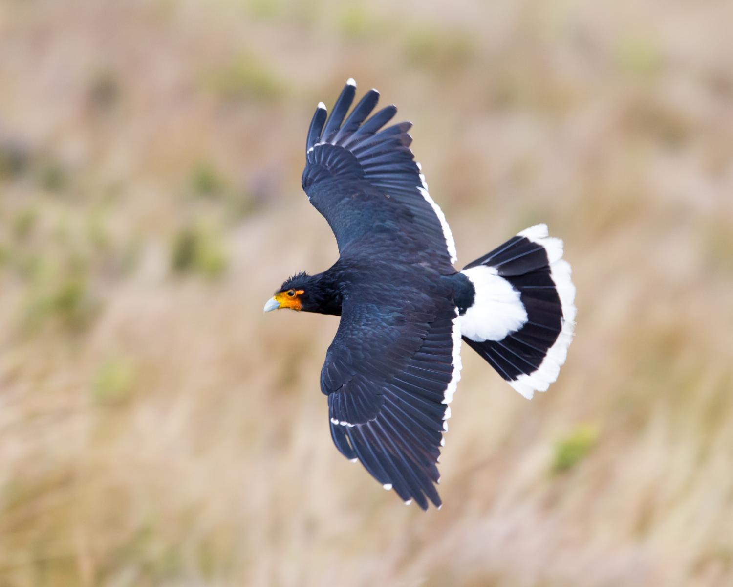 Carunculated Caracara