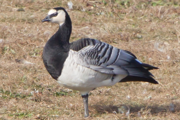 Barnacle Goose