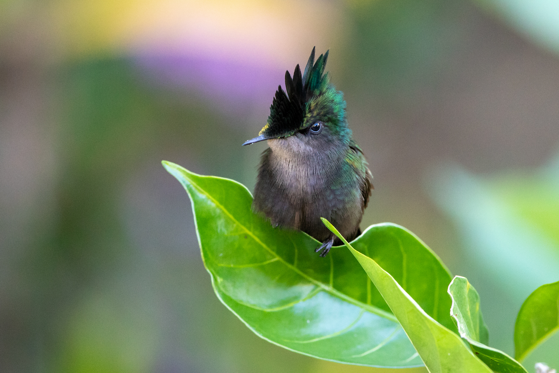 Antillean Crested Hummingbird