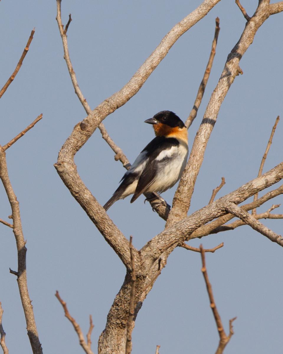 White-rumped Tanager