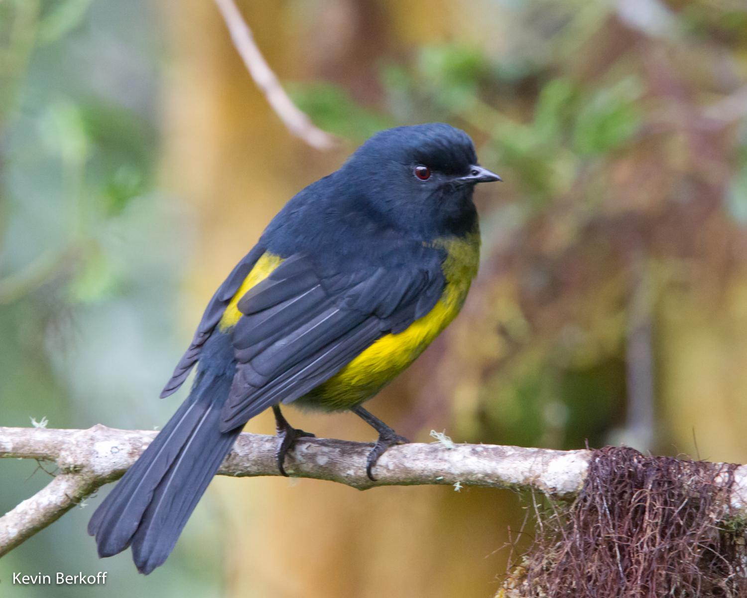 Black-and-yellow Silky-flycatcher