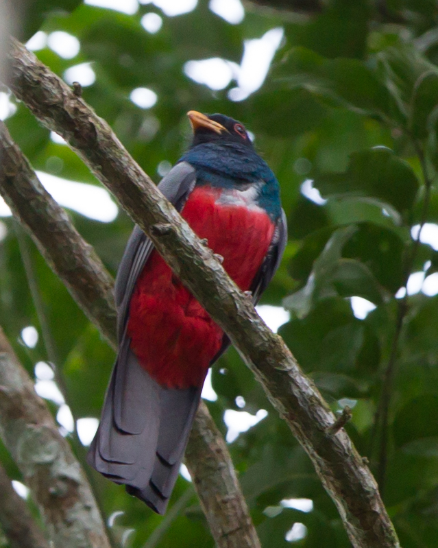 Black-tailed Trogon