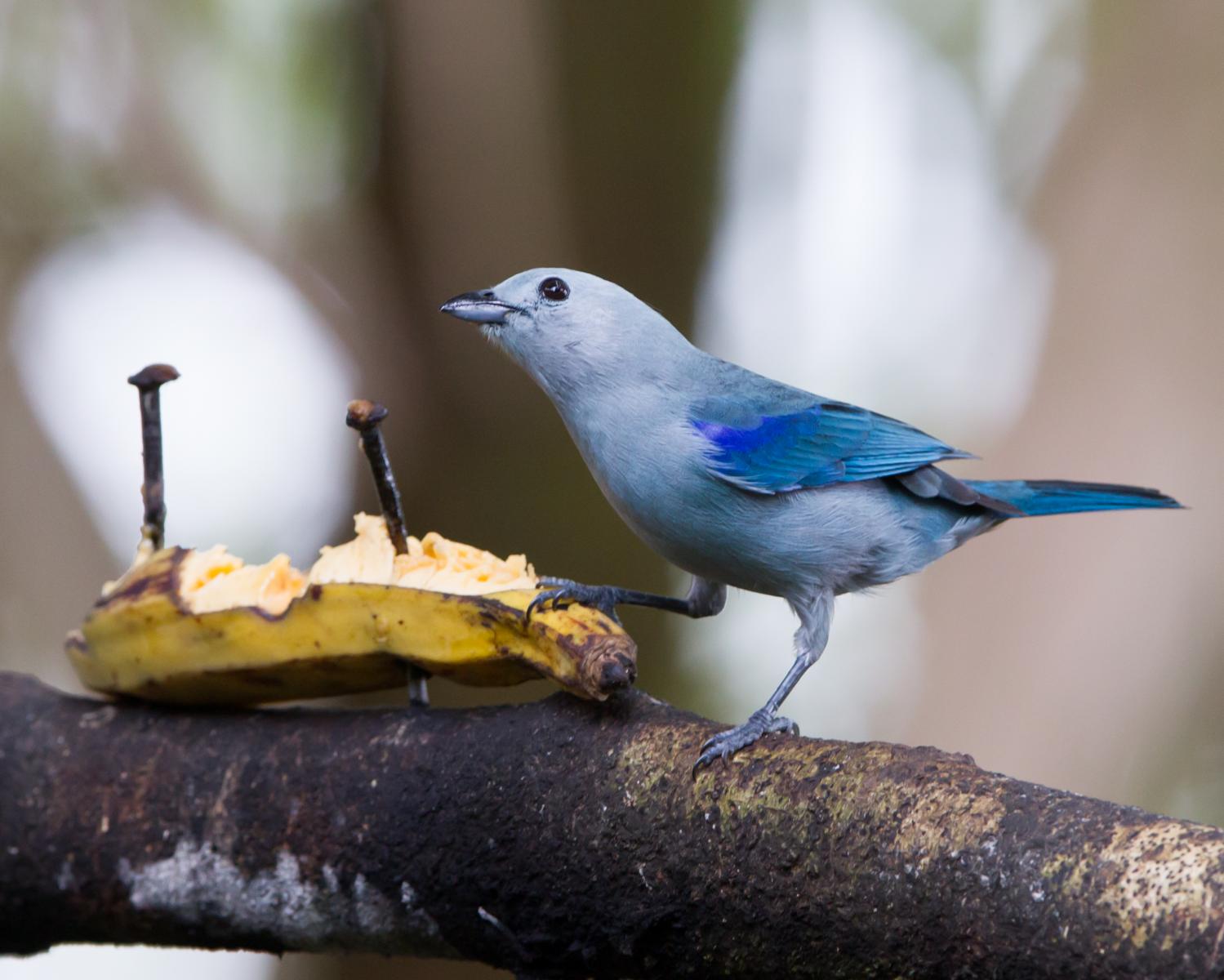 Blue-gray Tanager