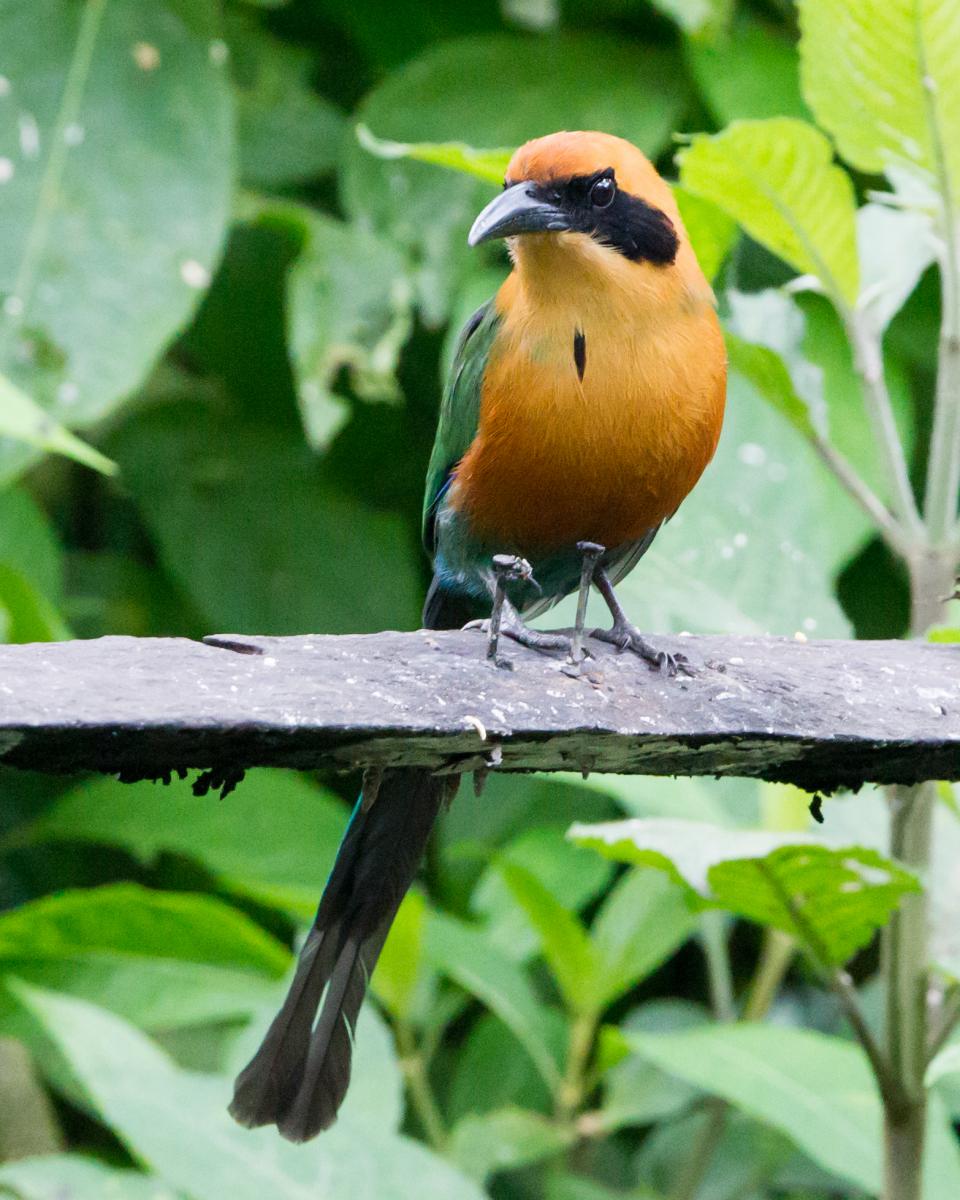Rufous Motmot