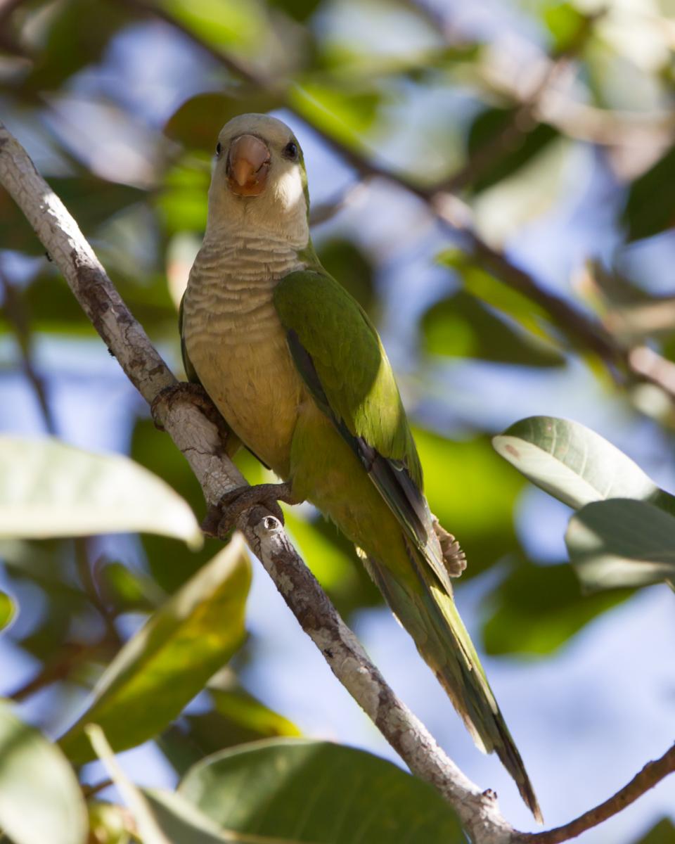 Monk Parakeet