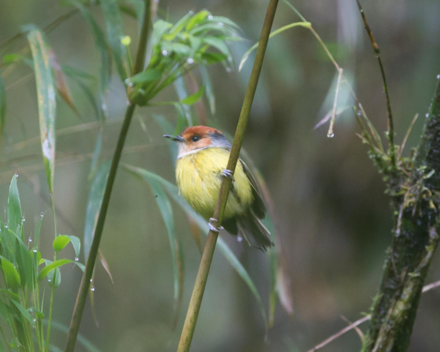 Rufous-crowned Tody-flycatcher