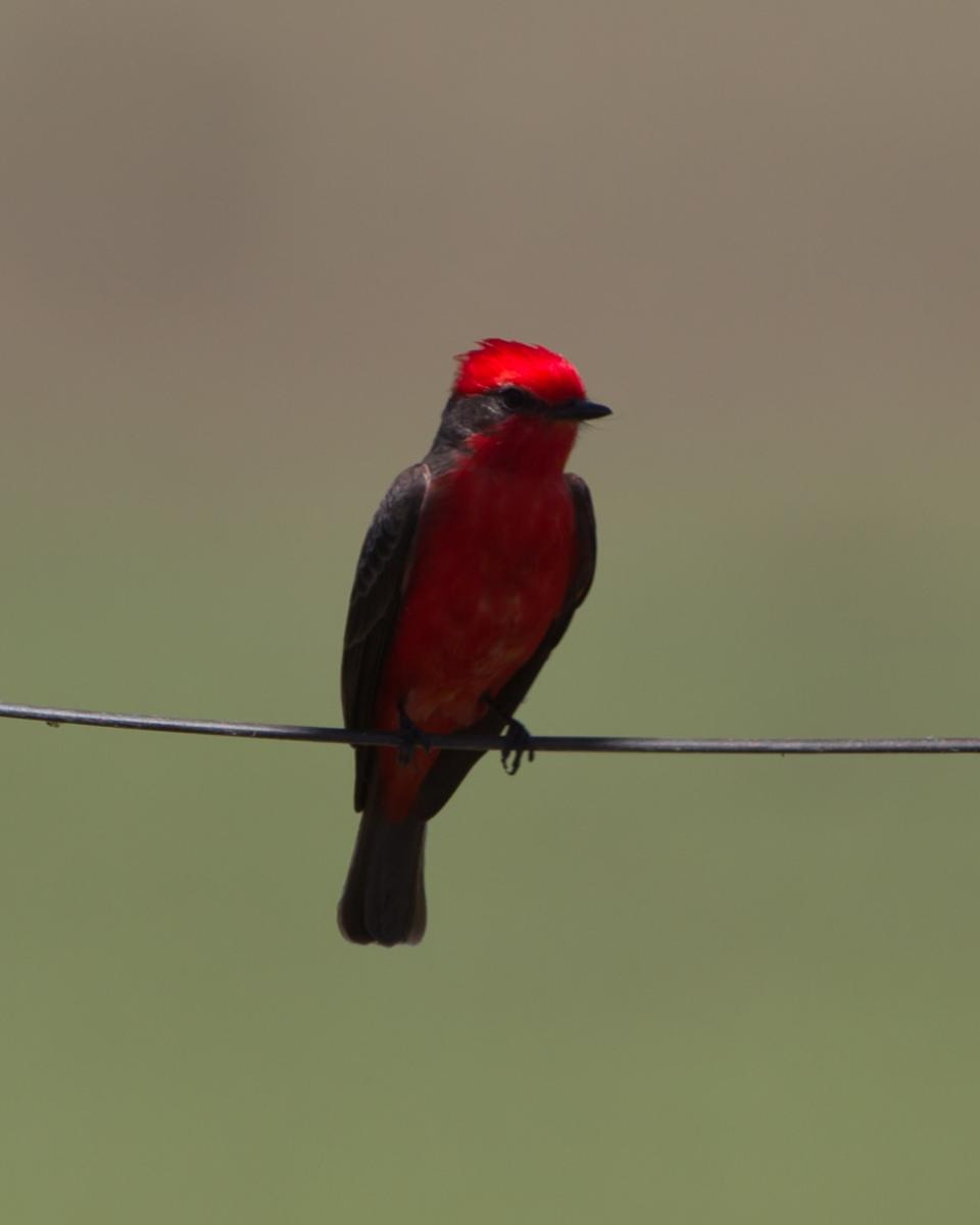 Vermilion Flycatcher