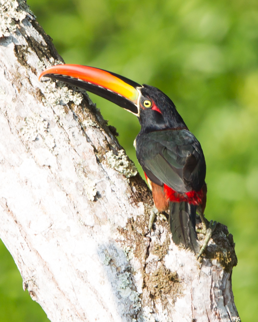 Fiery-billed Aracari