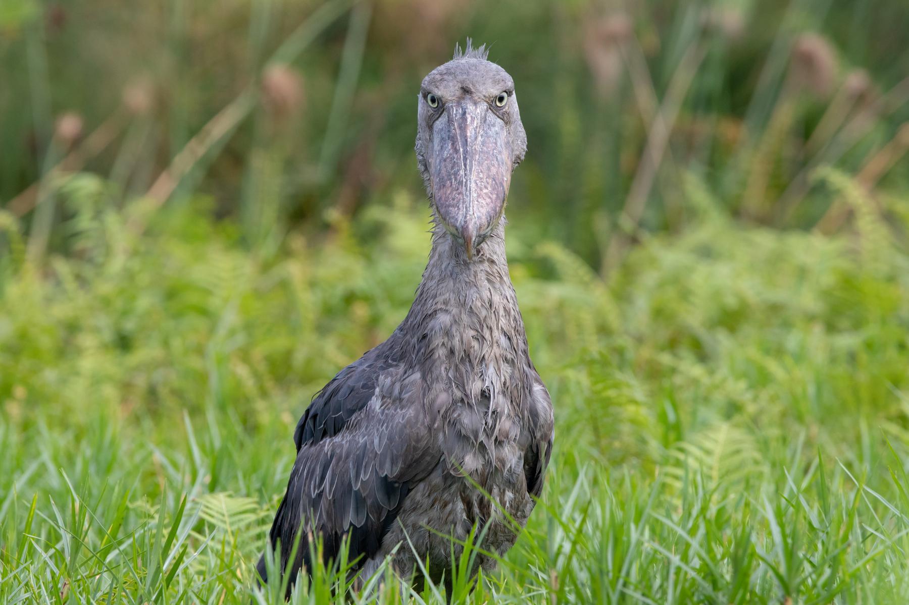 Shoebill