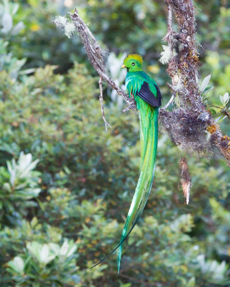 Resplendent Quetzal
