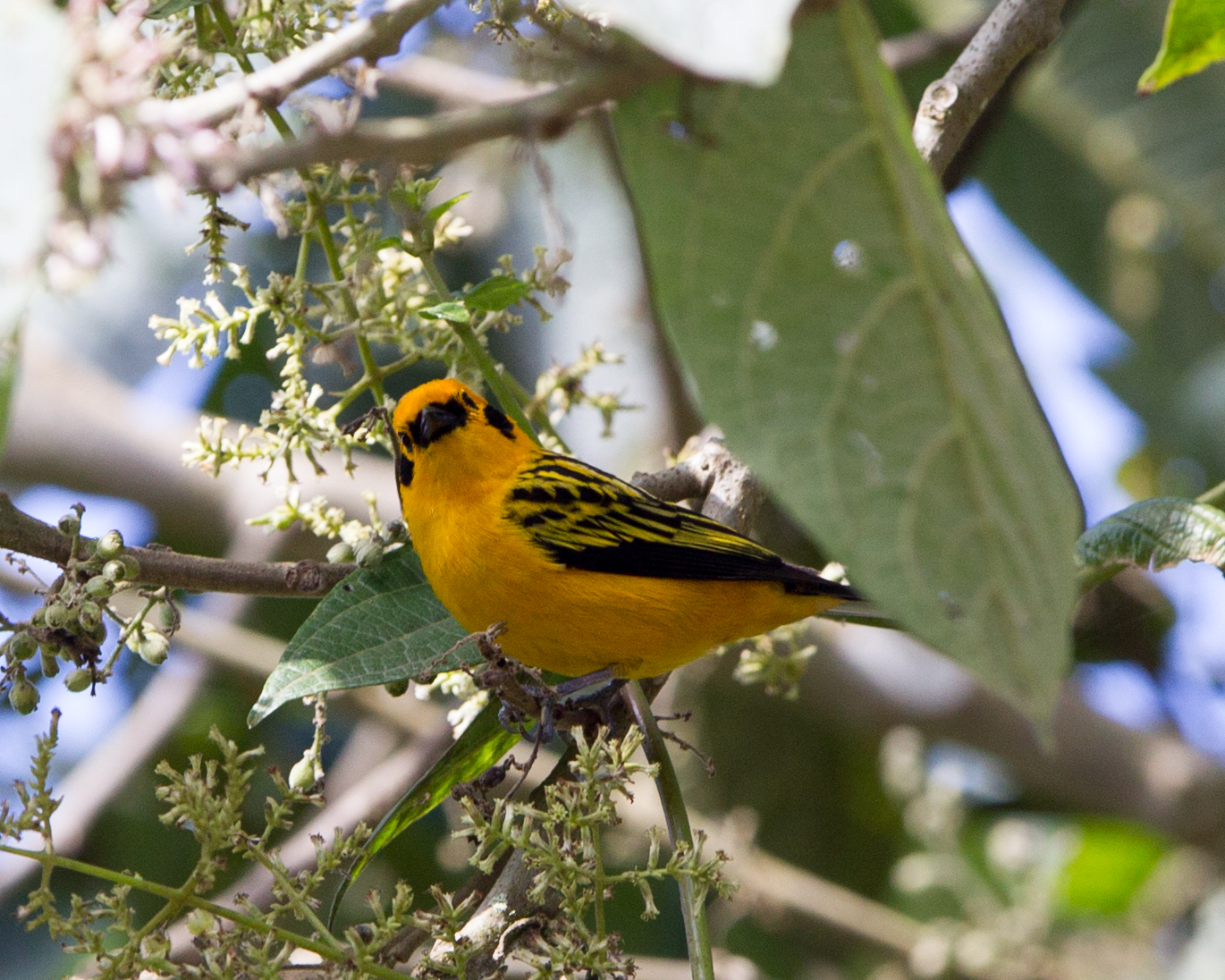 Golden Tanager