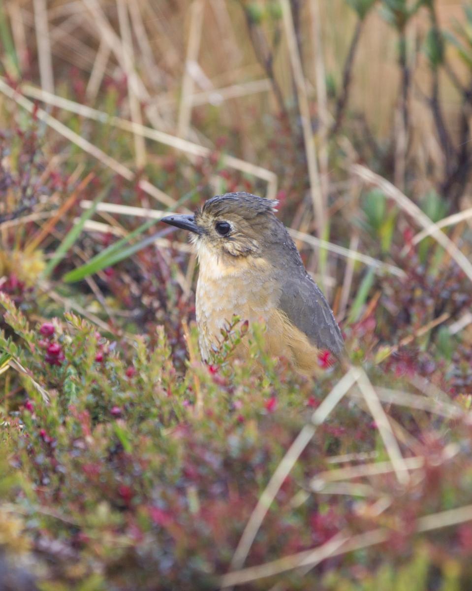 Tawny Antpitta