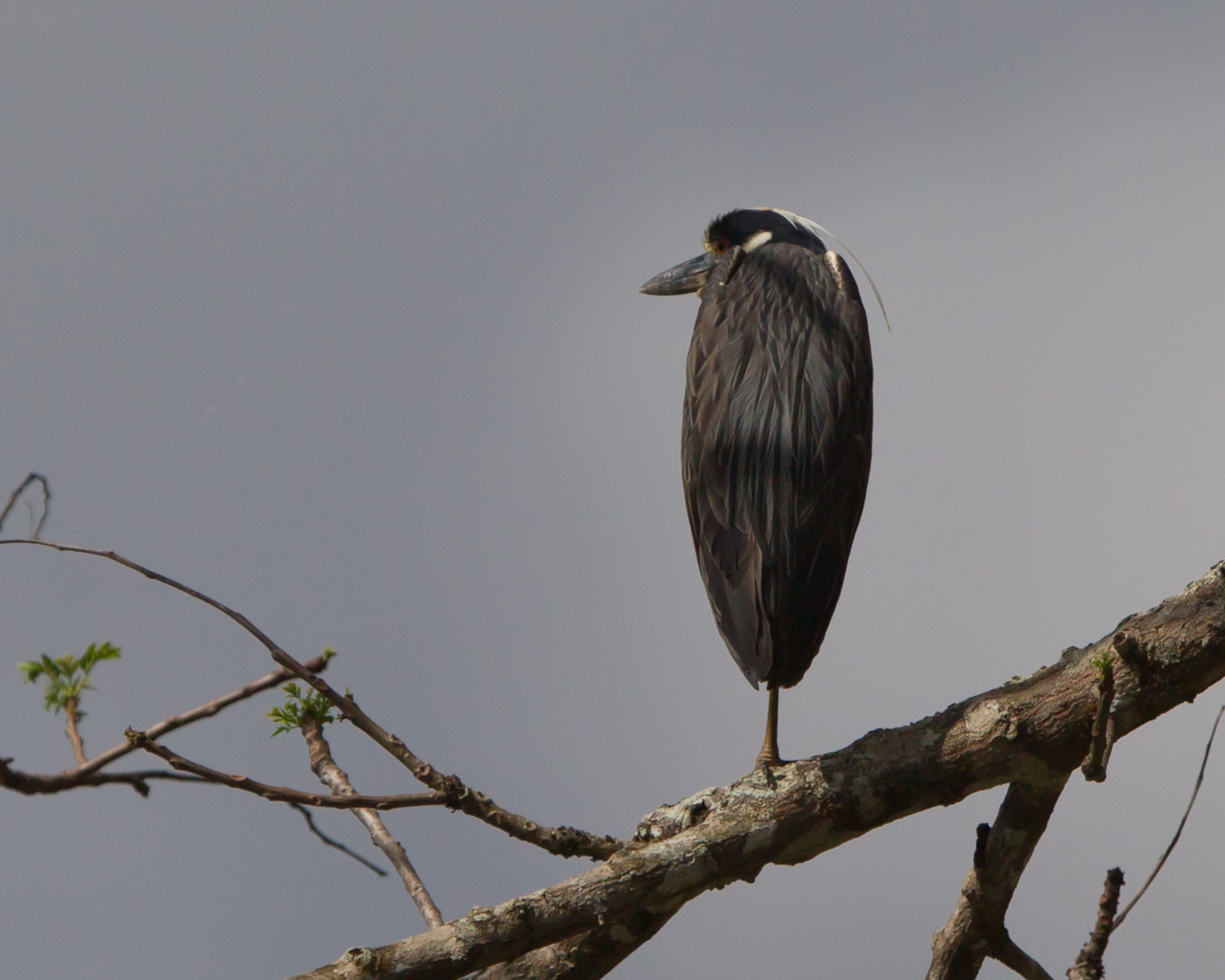 Yellow-crowned Night-heron