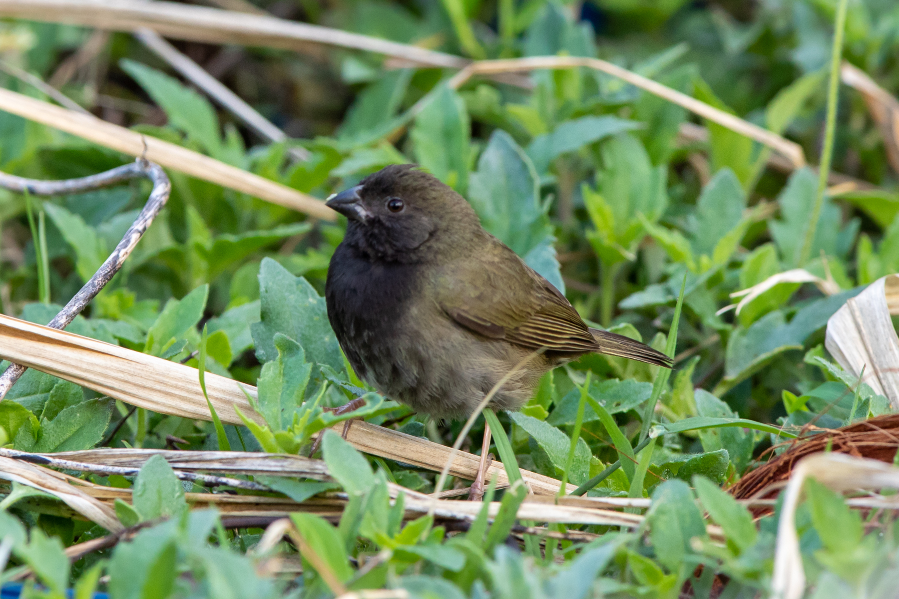 Black-faced Grassquit