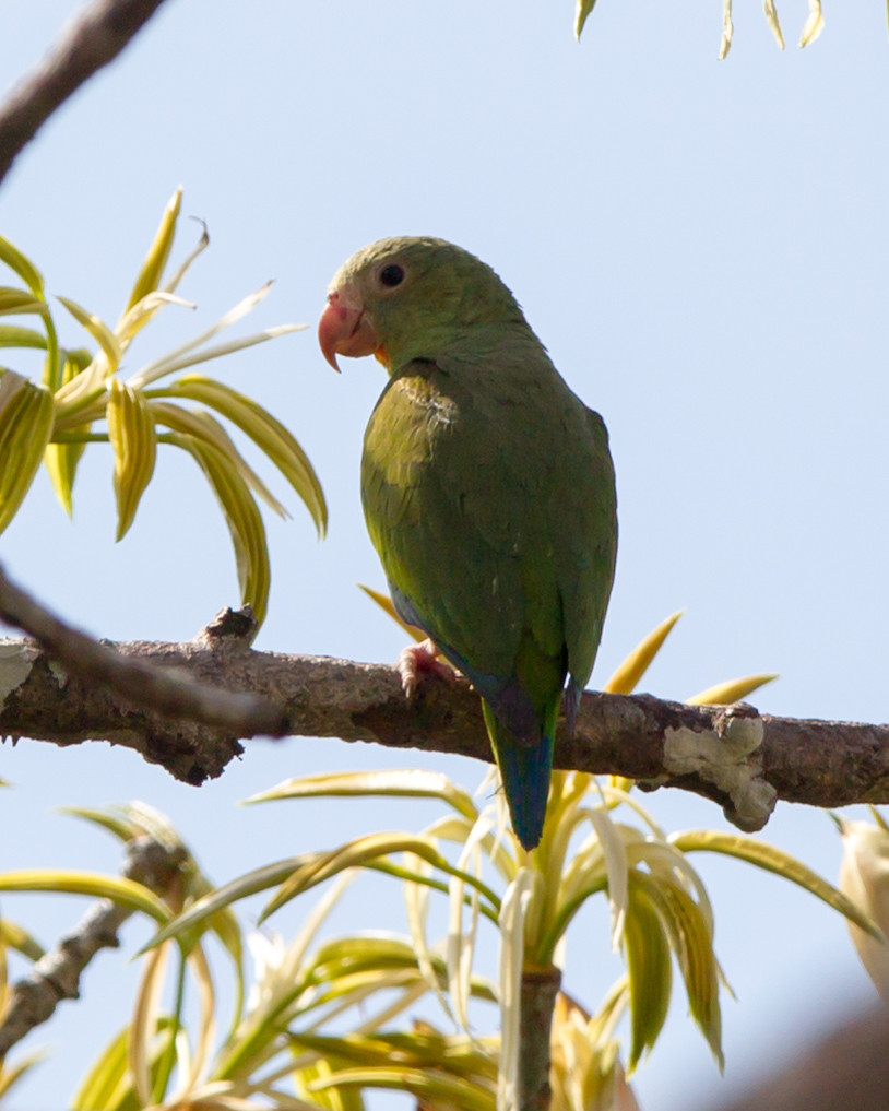 Cobalt-winged Parakeet