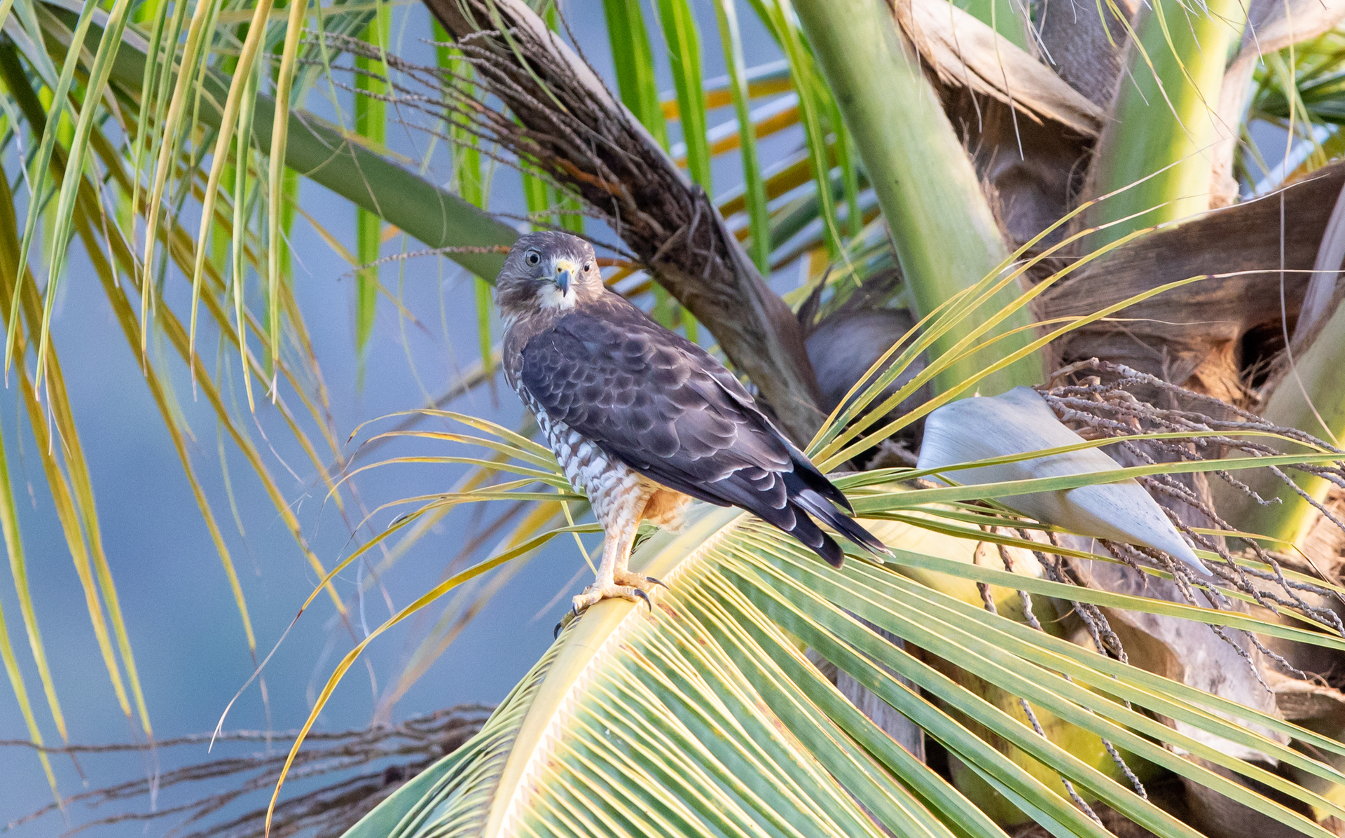 Broad-winged Hawk (Caribbean)