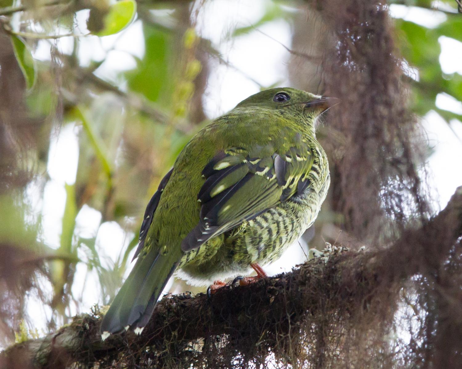 Barred Fruiteater (female)