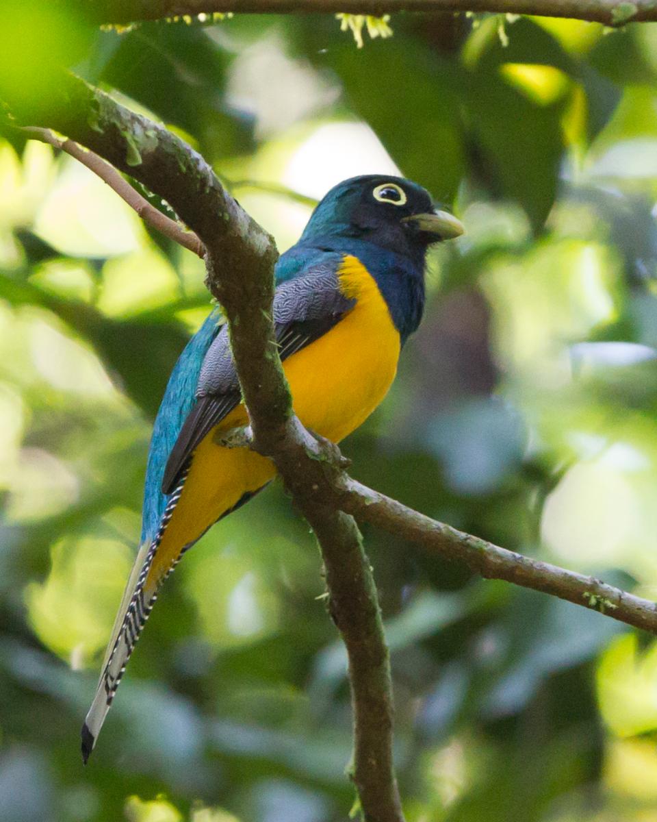 Black-throated Trogon