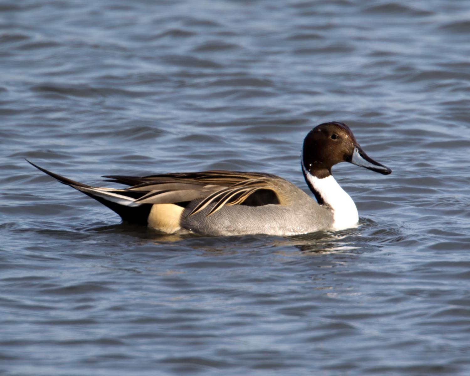 Pintail Duck