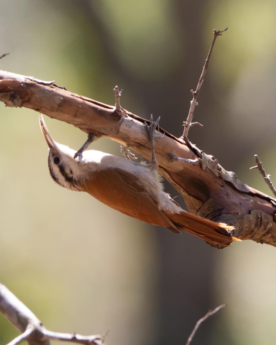 Narrow-billed Woodcreeper