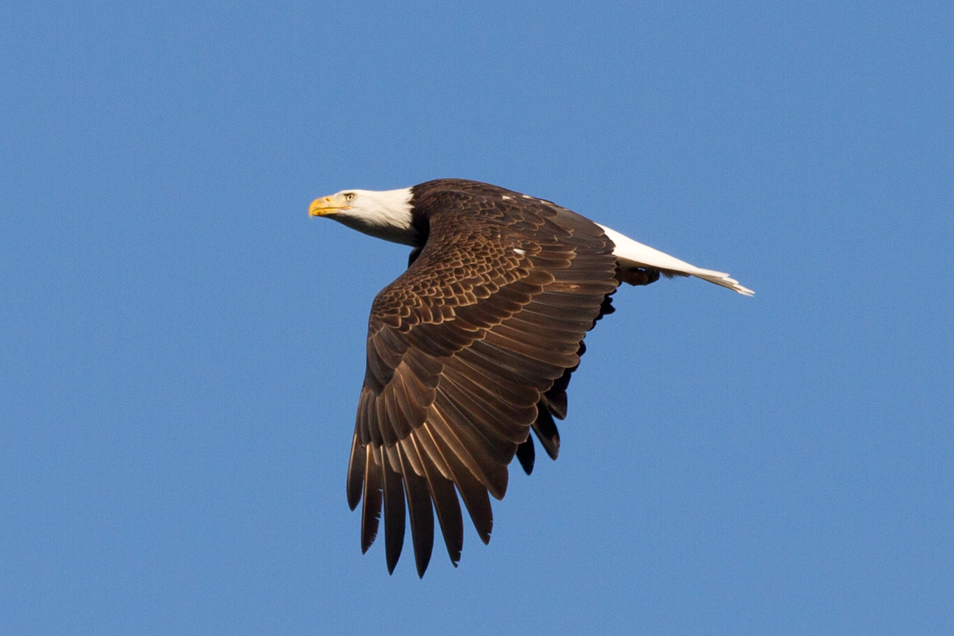 Bald Eagle 2