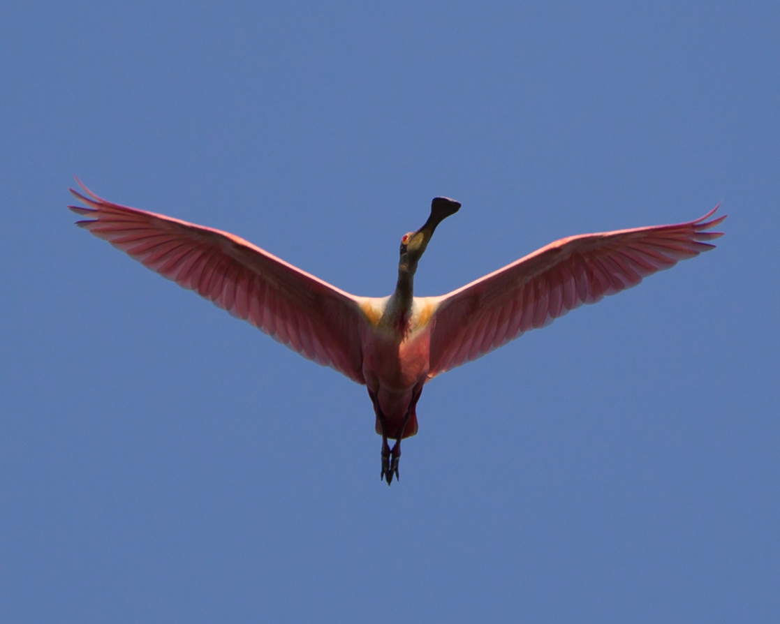 Roseate Spoonbill