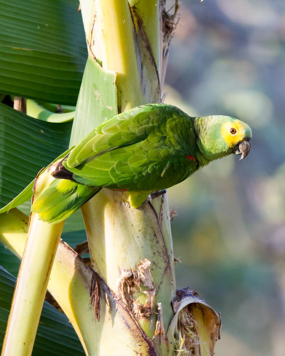 Turquoise-fronted Amazon