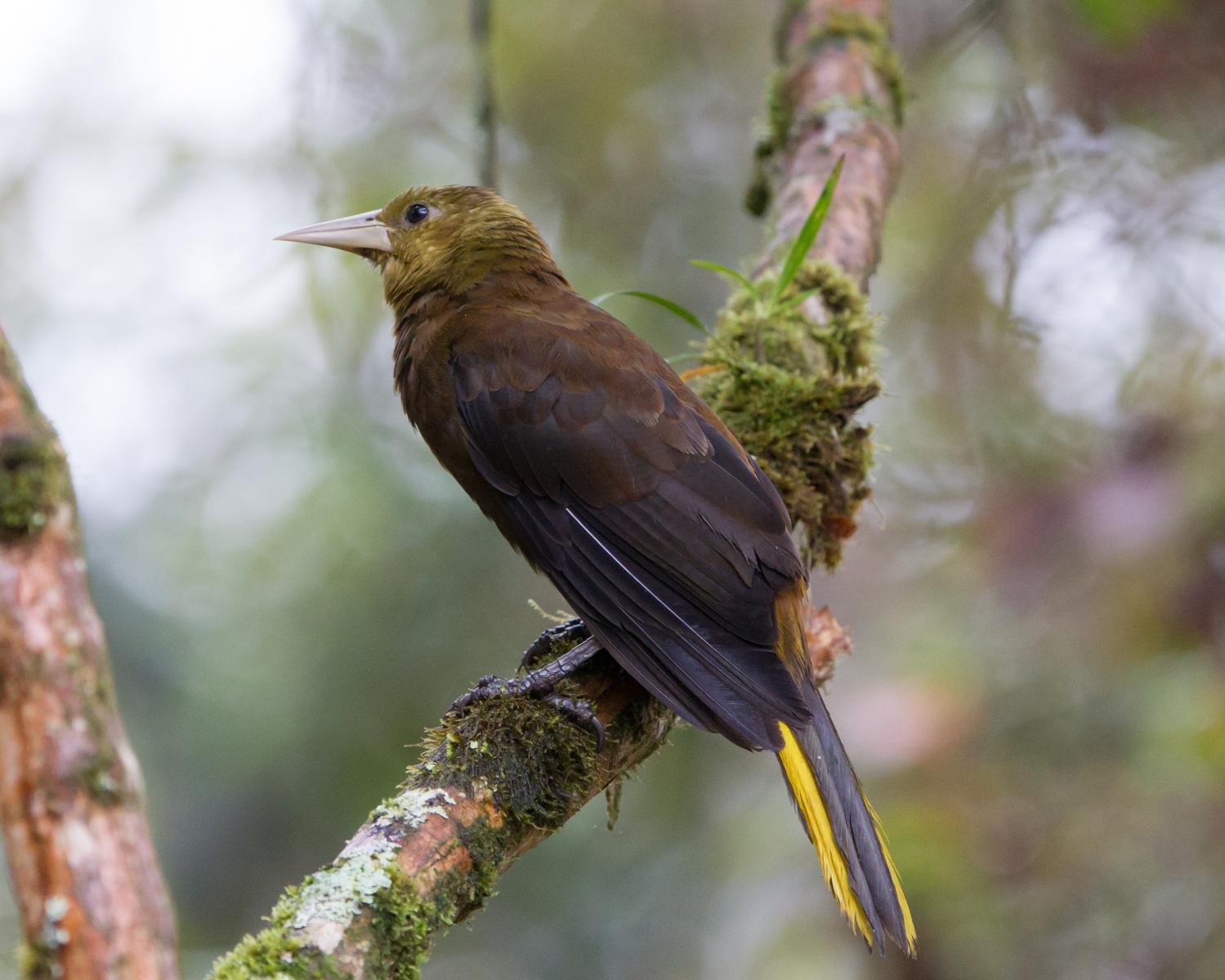 Russet-backed Oropendola