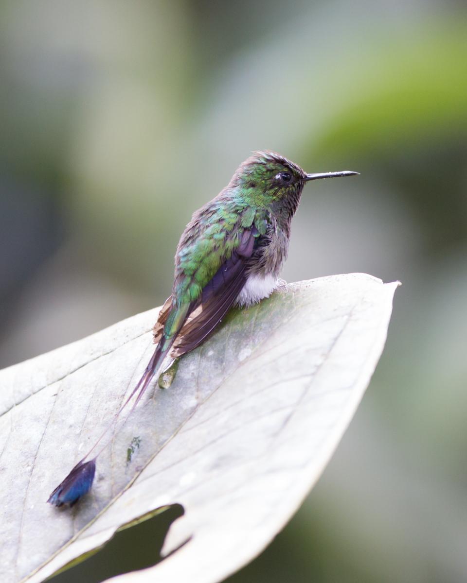 Booted Racket-tail