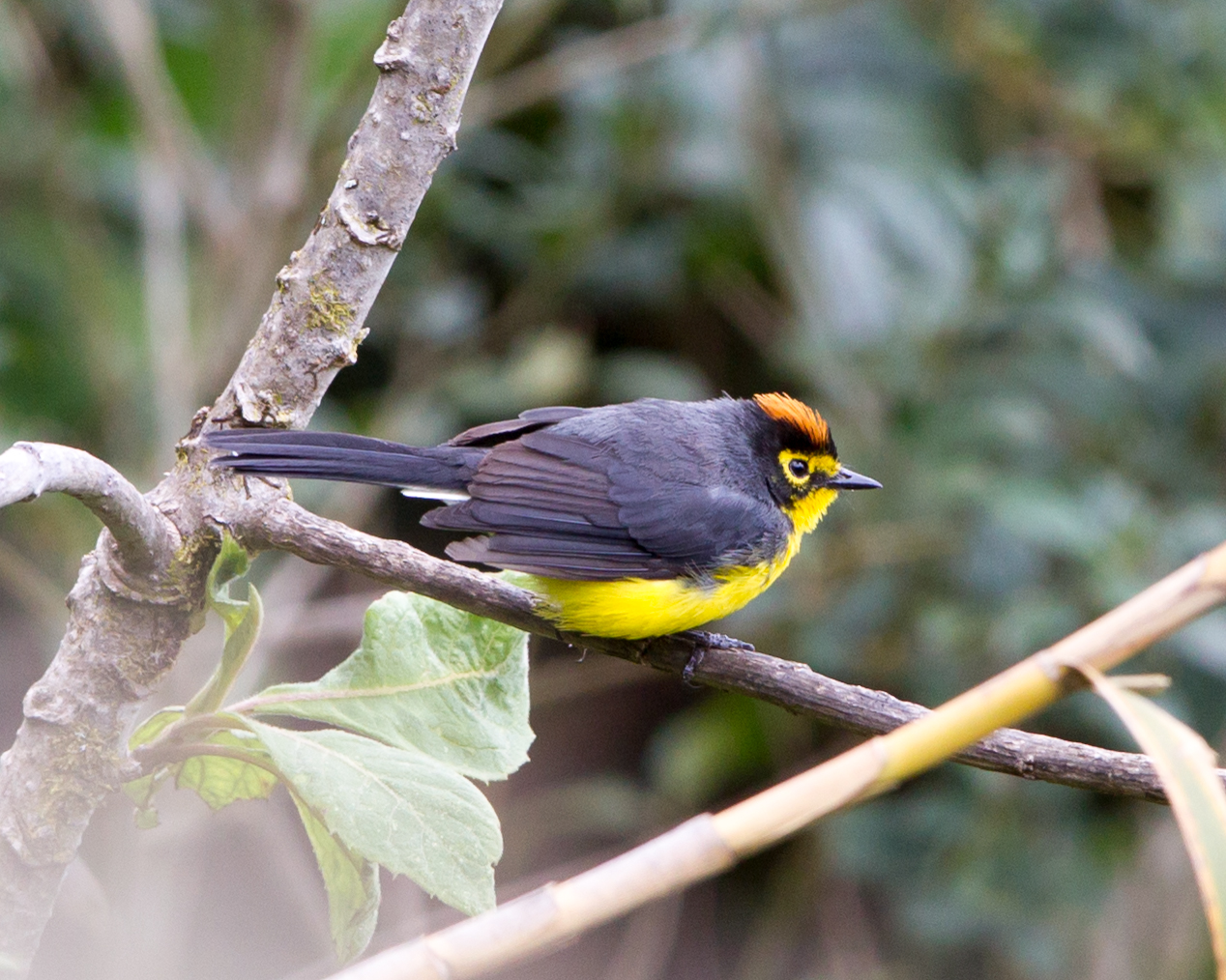 Spectacled Whitestart