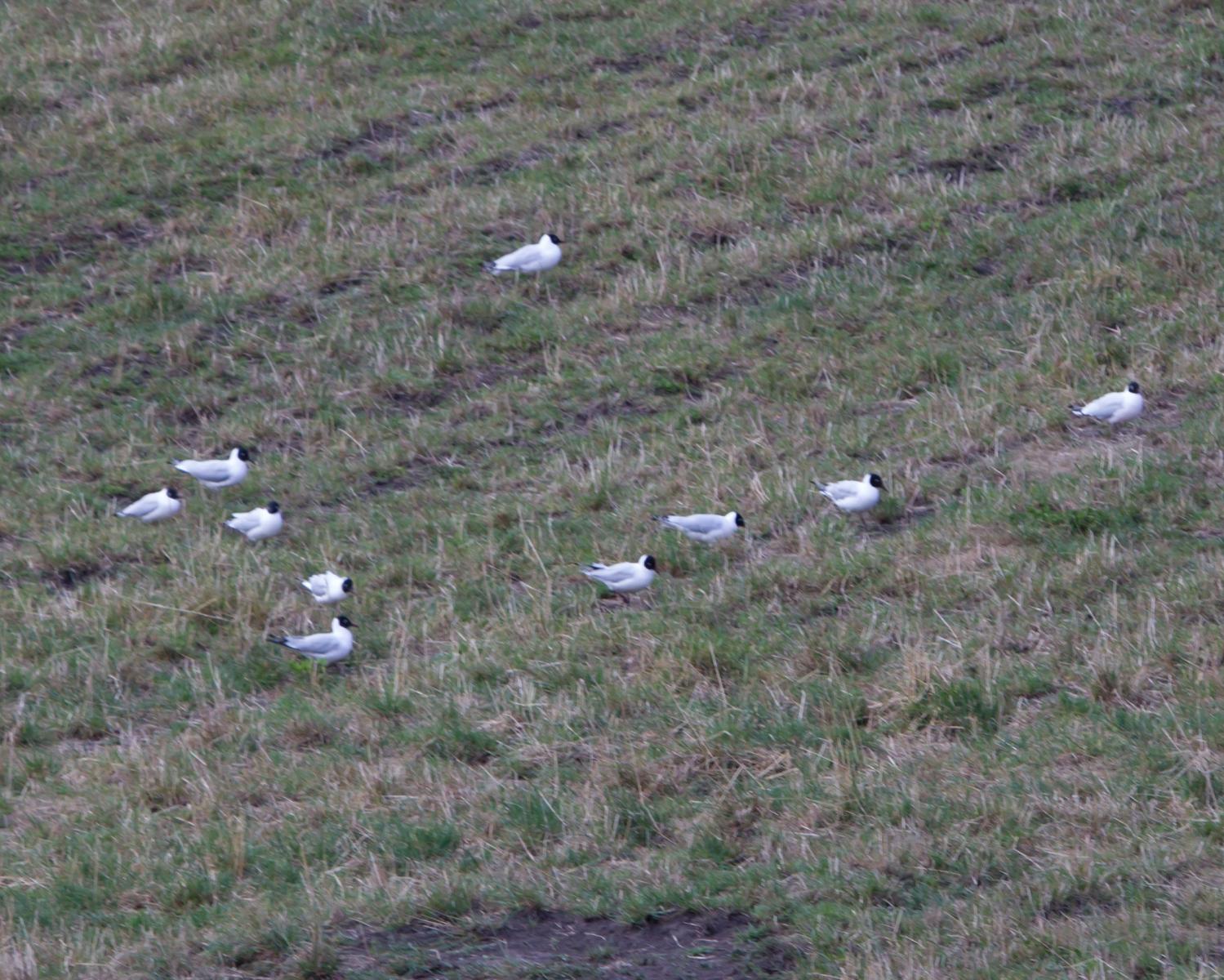 Andean Gulls