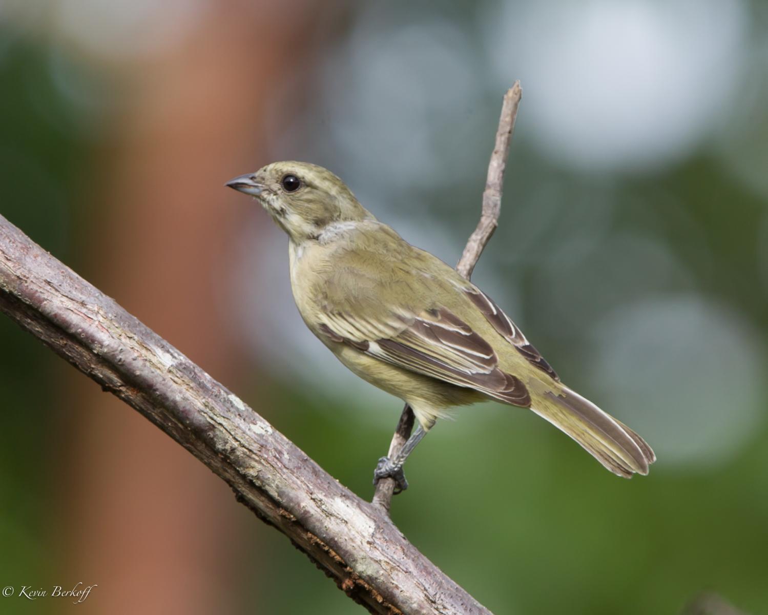 Female Western Spindalis