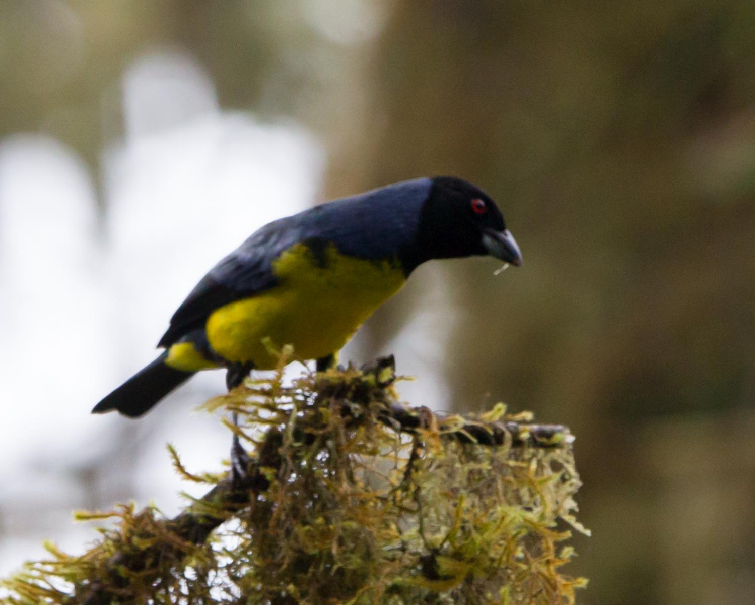 Hooded Mountain-tanager