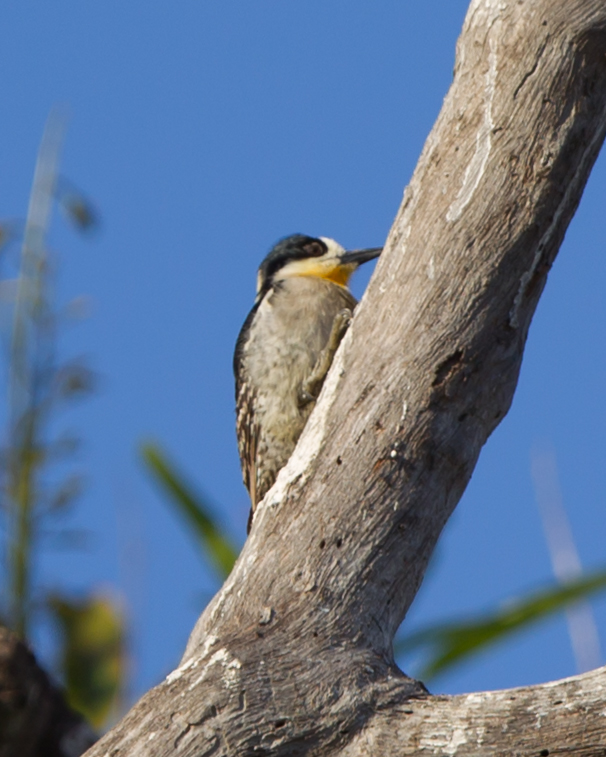 White-fronted Woodpecker