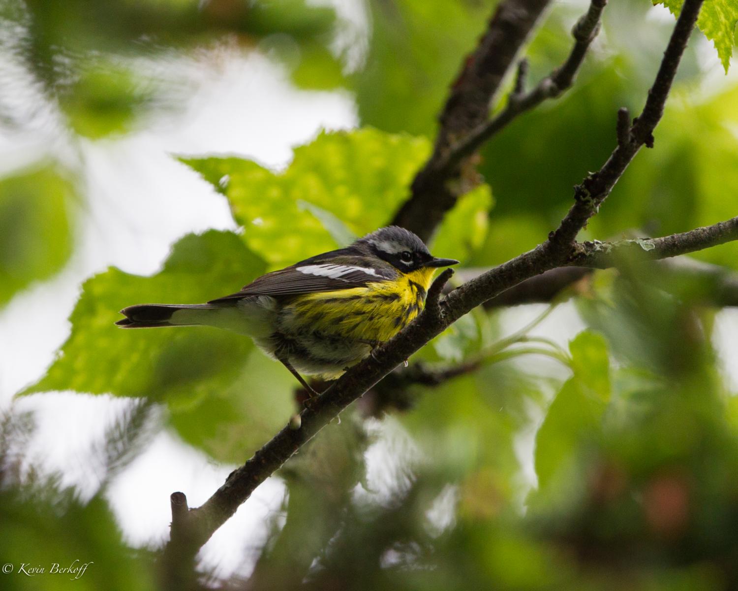 Magnolia Warbler