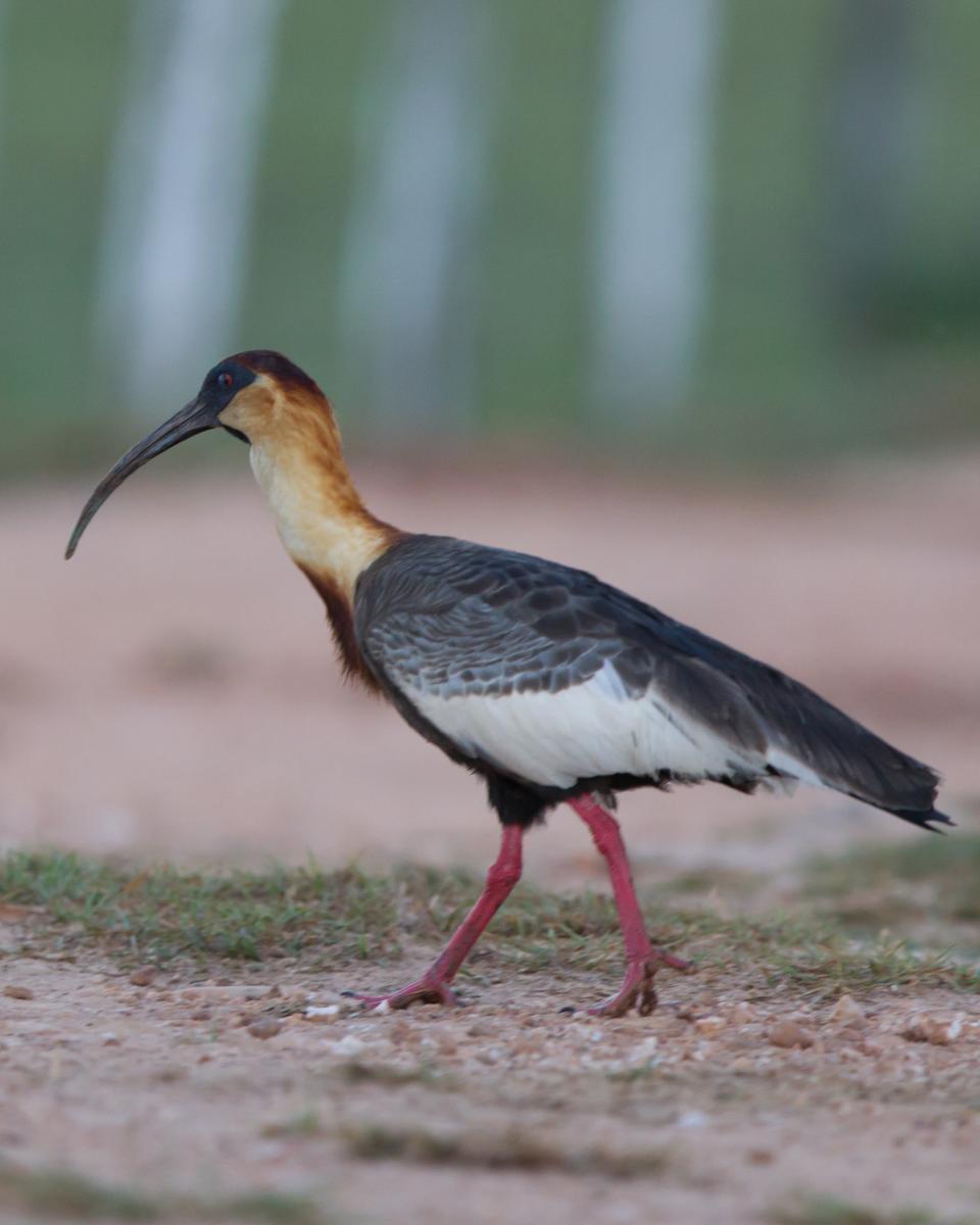 Buff-necked Ibis