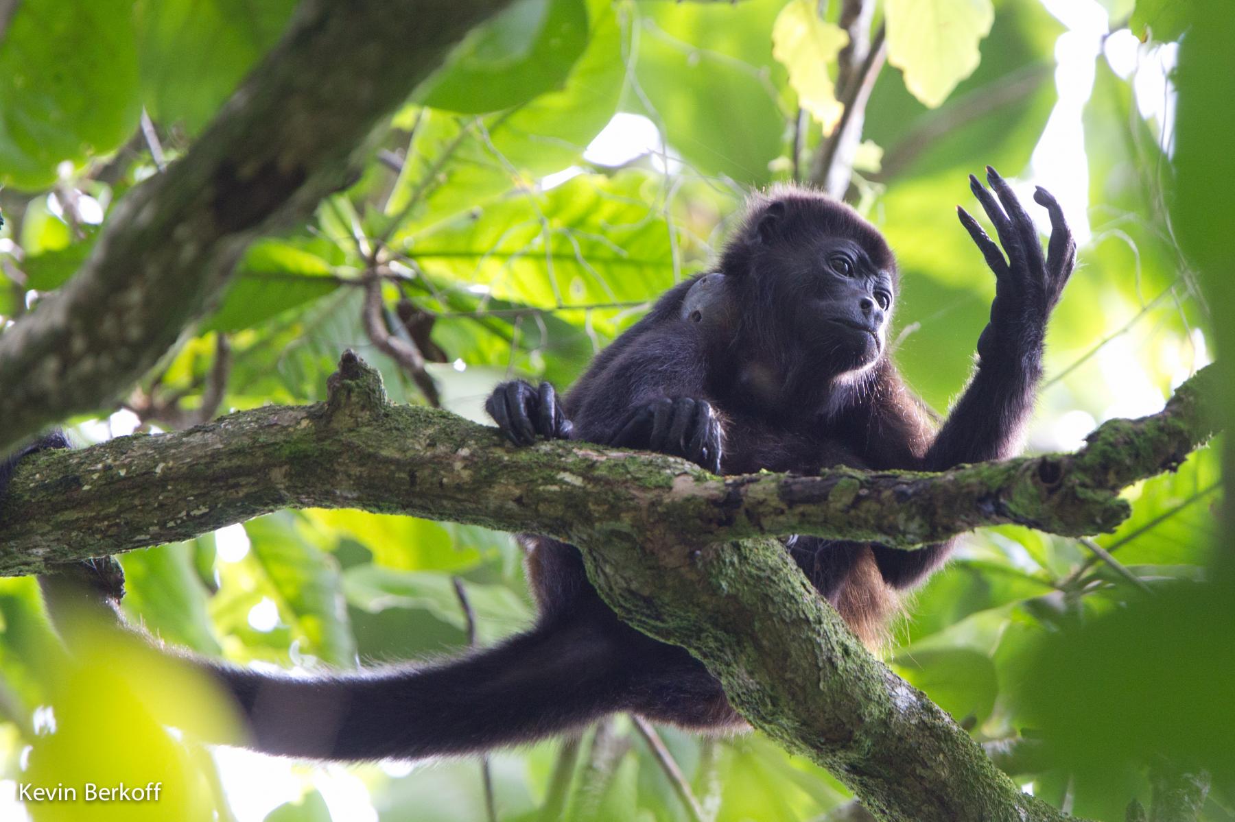 Howler Monkey