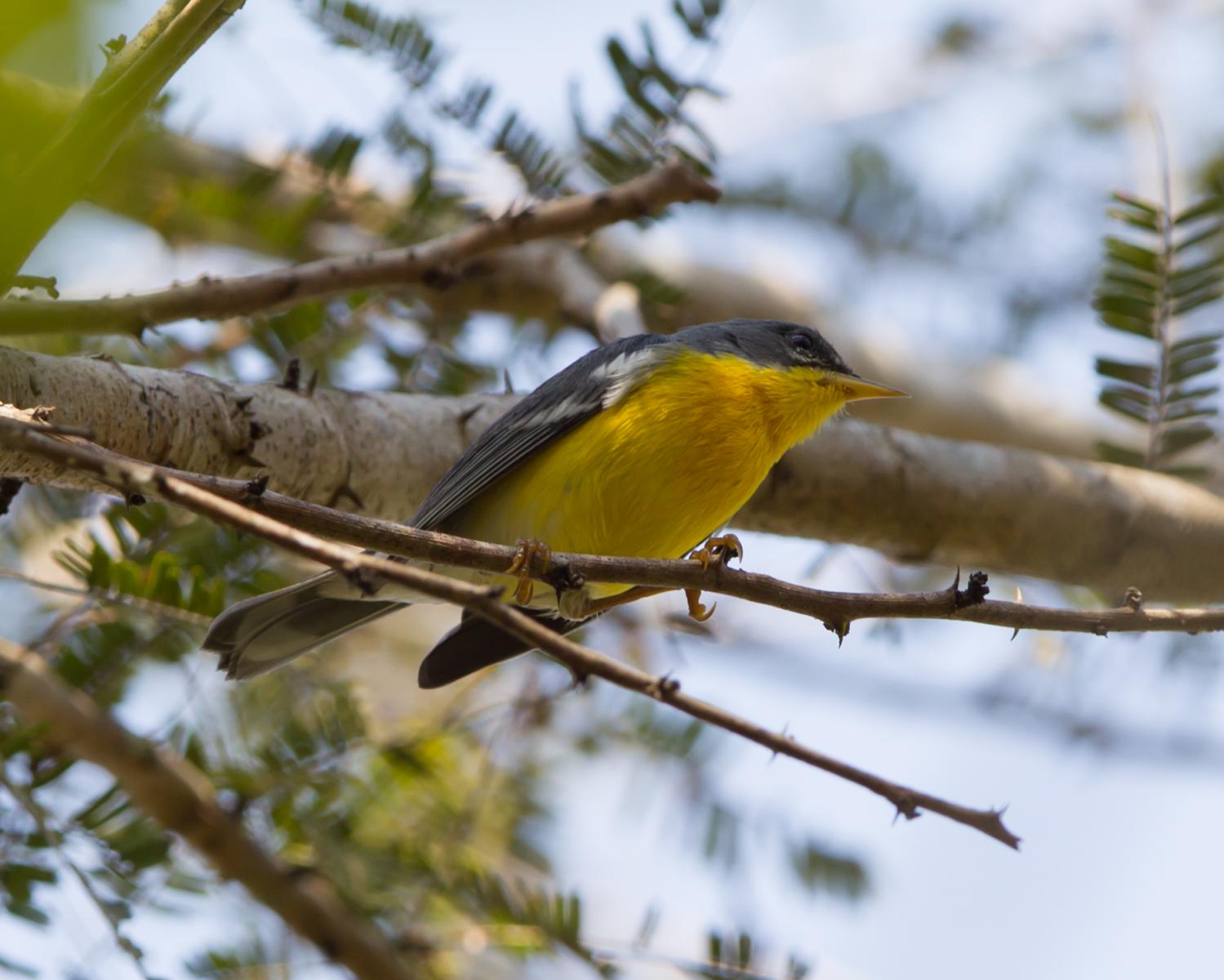 Tropical Parula