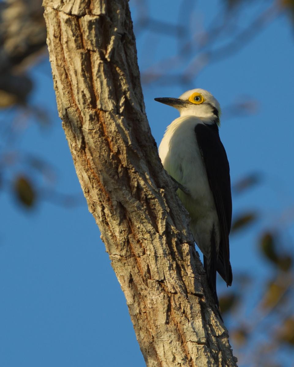 White Woodpecker
