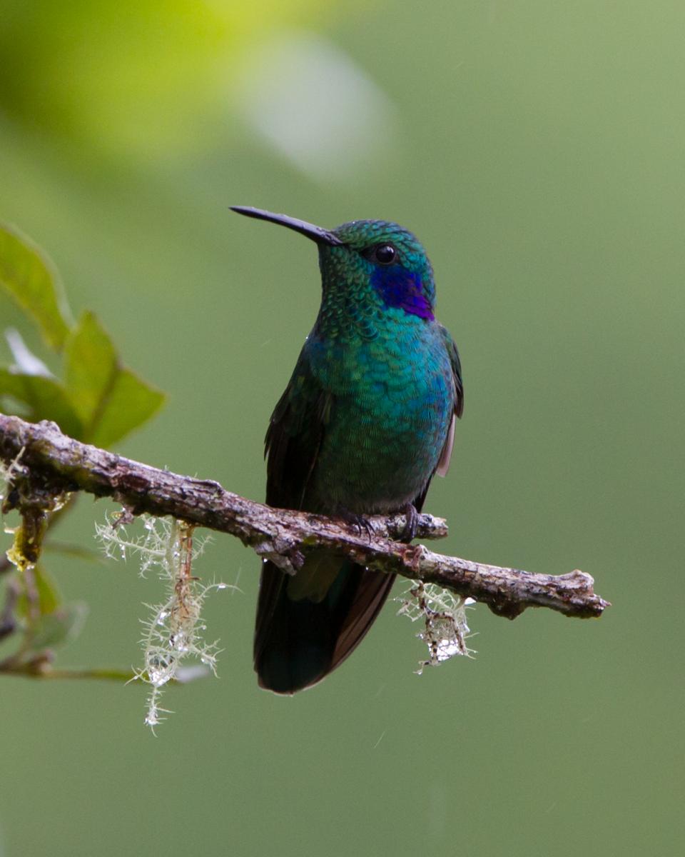 Green violetear